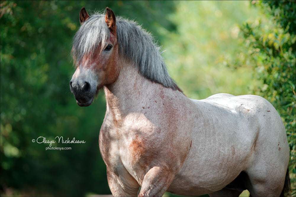 Fantastic mare named SOFIA VAN DE KOTEN, Belgian Draft Horse breed 💚